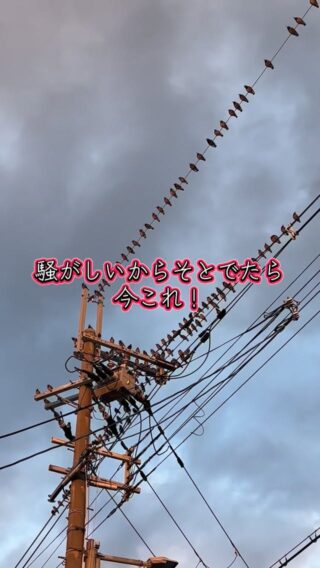 ムクドリの大群
フン勘弁
リフォームと関係ない投稿